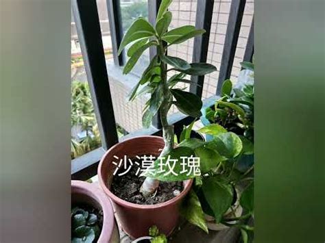 東邊陽台植物|15 種適合新手的陽台植物推薦！你家陽台方位適合什麼植物？ ::